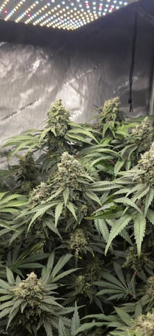 Maple Nectar  — flower, day 89