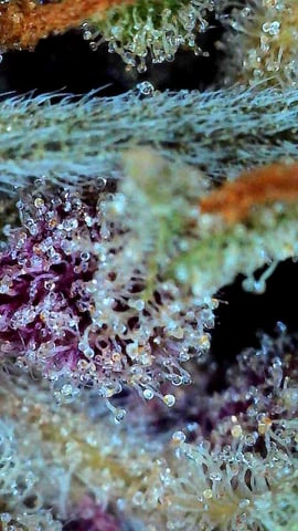 Auto Run #1 2025-2026 — harvest, day 105