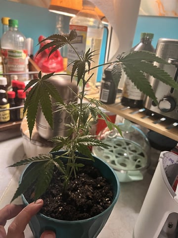 White Widow Auto — flower, day 53
