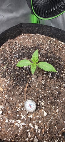 Spring Is Here... we hope... — vegetative, day 13