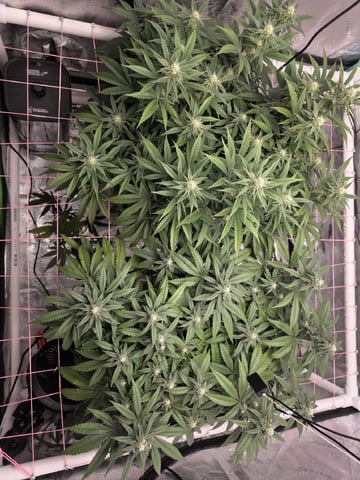 Granny Candy and PLCG — flower, day 102