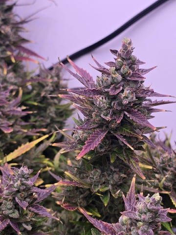 1st Auto Grow (LSD + BrB) - 1st indoor Grow — flower, day 79