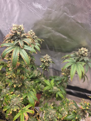 first grow — flower, day 115