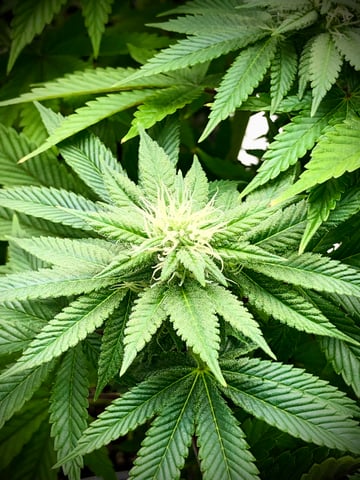 My First Home Grow  — flower, day 82