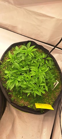 First Grow with the new setup  — vegetative, day 48