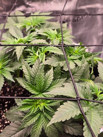Northern lights #10 (Alaska) — vegetative, day 26