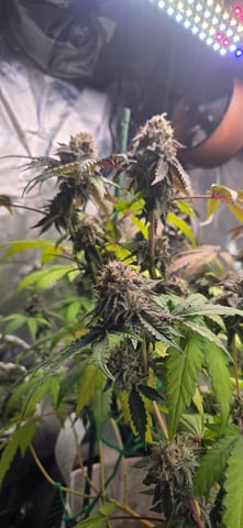 Looking for advice! — flower, day 92