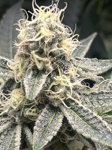 The Bling  — flower, day 117