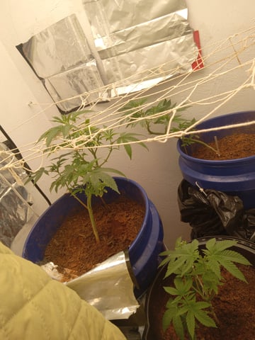 closet grow for veg with a.c infinity air intake fan .With no carbon filter just suction,and spider farmer sf 7000.Then a spider farmer sf tent 4×4×6.5with a G1500 l.e.d from spiderfarmer and spider farmer 6inch clip oscalating fan. — vegetative, day 17