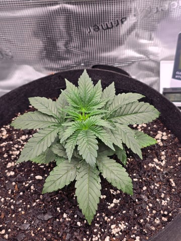 Northern lights #10 (Alaska) — vegetative, day 17