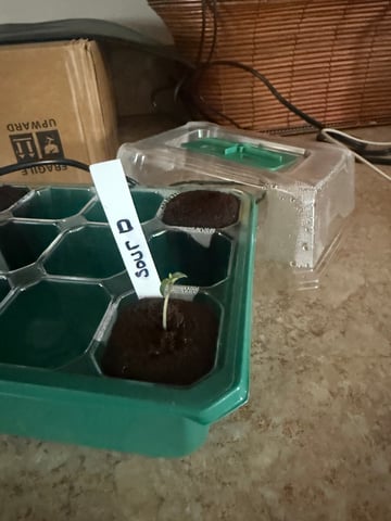 Mixed Bag — grow_setup, day 2