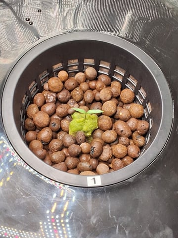 JALAPEÑO 🌶 — germination, day 19