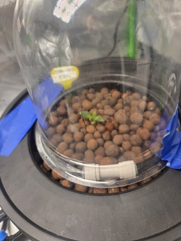 Northern Lights / Banana Kush — seedling_rooting, day 27