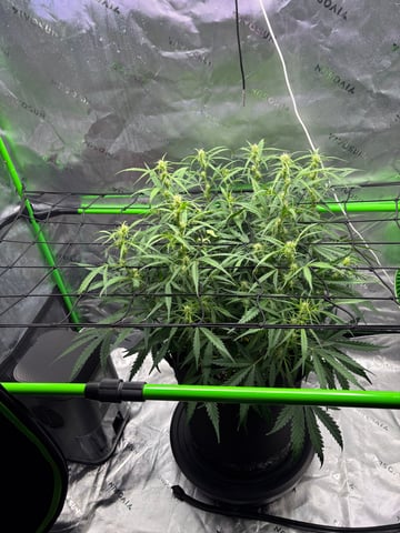 Fall 2025 Grow — vegetative, day 41