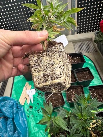 Permanent Marker, Gary Payton Cuttings/Clones  — done, day 40