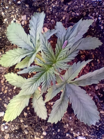 Blueberry Cheesecake autoflower — vegetative, day 1