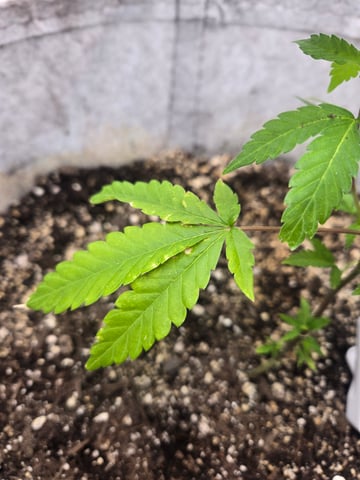 Looking for advice! — vegetative, day 9
