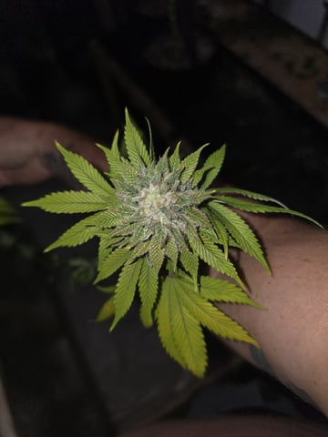 2nd Grow Sesh — harvest, day 123