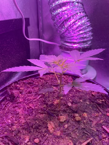 Grout — vegetative, day 1