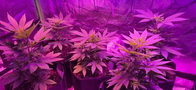 basement grow — vegetative, day 43