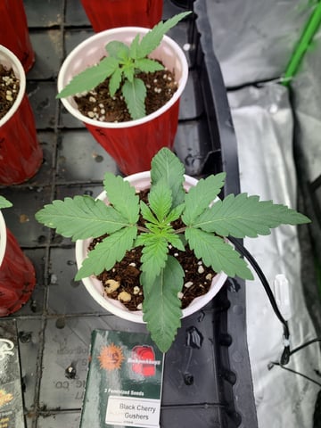 Papaya Frosting  — seedling_rooting, day 16