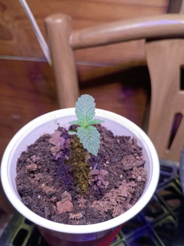 First Grow — seedling_rooting, day 2