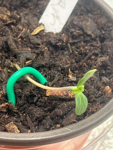 2025-26 harvest INDOOR — seedling_rooting, day 35