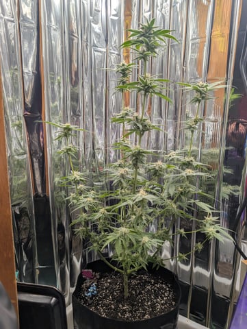 B E A utiful  — flower, day 103