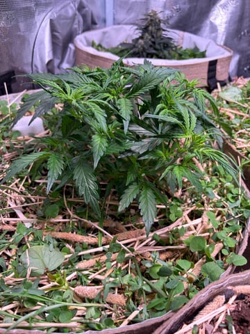 Round 1.5 — flower, day 37