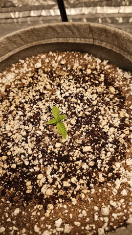 Autos For The Rest Of Winter 🔥🔥😉 — germination, day 17