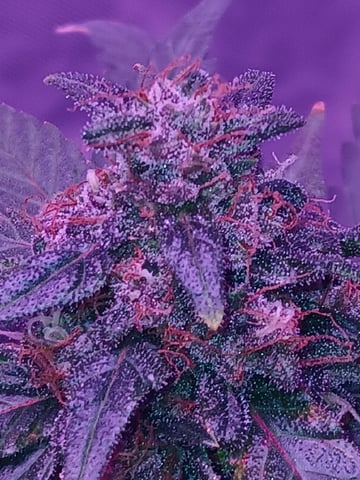 CountryG  — seedling_rooting, day 64