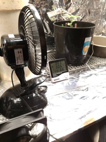 1st Grow - ROYAL MOBY (indoor)(photop.) — vegetative, day 17