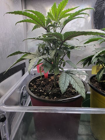 Granny Candy and PLCG — vegetative, day 35