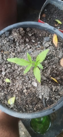 Prentwins — vegetative, day 20