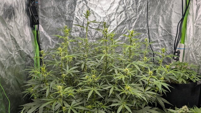 Strawberry Cheesecake Seedsman Seeds Autoflowers x2 — flower, day 48