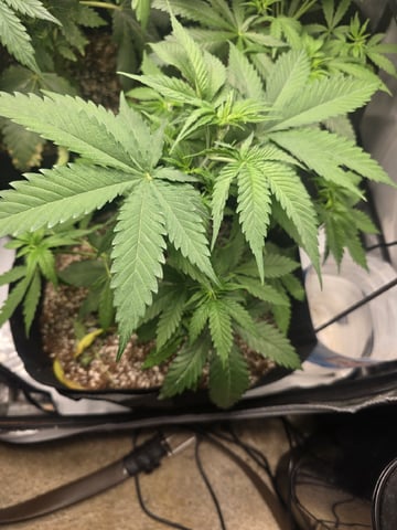 Coco Grow — vegetative, day 39