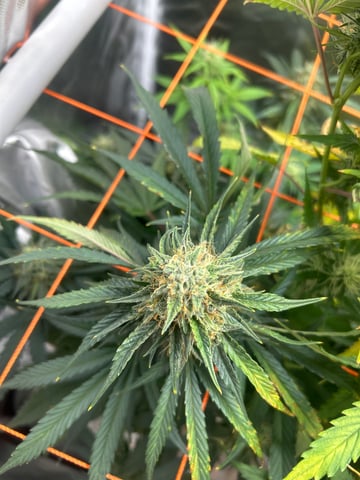 3 autos — flower, day 69