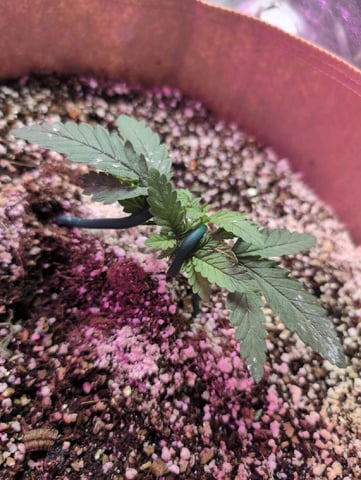 2025-26 — vegetative, day 12