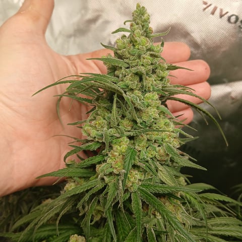 run #3 — flower, day 97