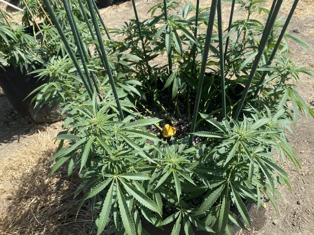 Solfire Gardens Grow — flower, day 107