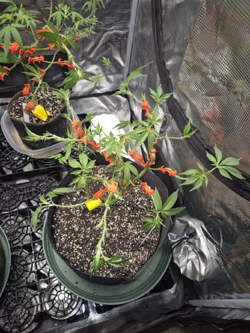 Grow 1 2026 Gelato Rainbow Sherbert 