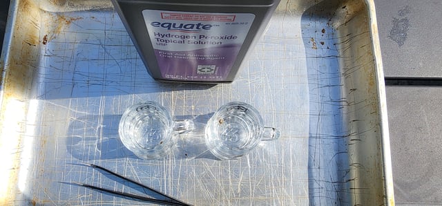 Here We Grow... — germination, day 2