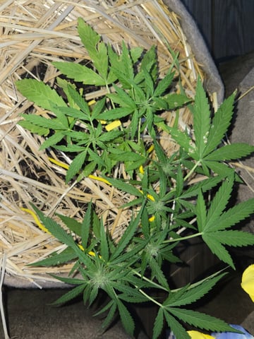 Outdoor Auto's (First Set) — flower, day 22