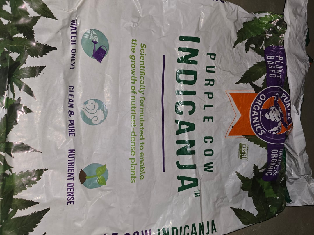 Homegrown - 🍒 🥧 & GSC Auto, 🚀 Seeds 🍌 Buttercups 