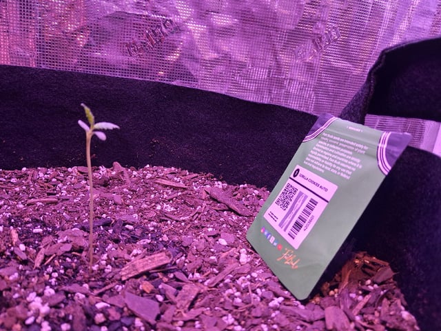 Gorilla Cookies Auto — seedling_rooting, day 9