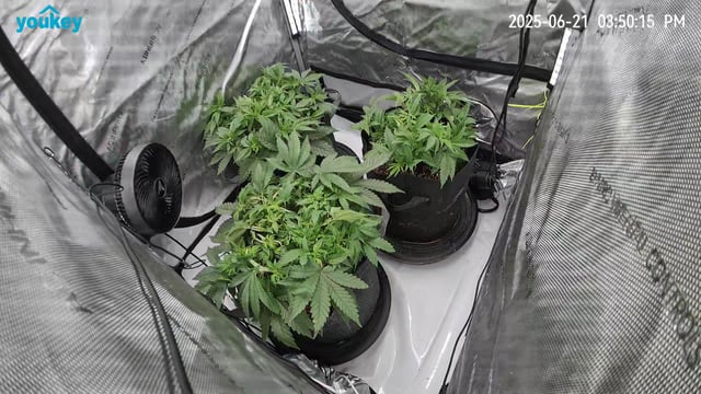 Purple Haze  — vegetative, day 27