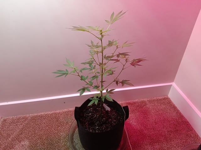 Fruity Pebbles OG (photo) & Oreos (photo) — flower, day 32