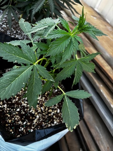 Autoflowers — vegetative, day 22