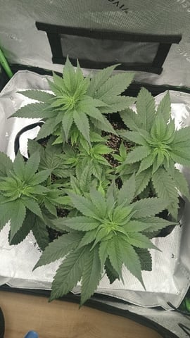 Critical Purple Kush — vegetative, day 59