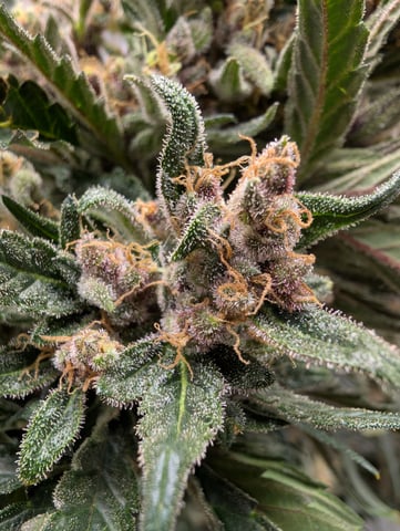 flipped to flower — flower, day 55